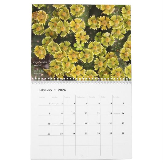 Debra Lee Baldwin's Succulents-2 12 maanden Kalender (Feb 2026)