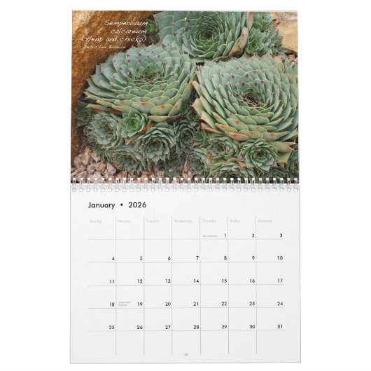 Debra Lee Baldwin's Succulents-2 12 maanden Kalender (Jan 2026)