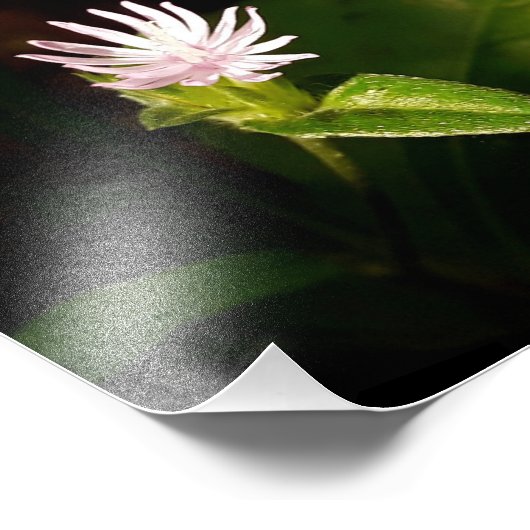 debuut foto afdruk (Hoek)