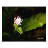 debuut foto afdruk (Voorkant)