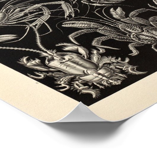  Decapoda Ernst Haeckel Art Print (Hoek)