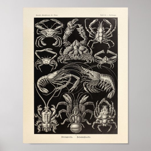  Decapoda Ernst Haeckel Art Print (Voorkant)