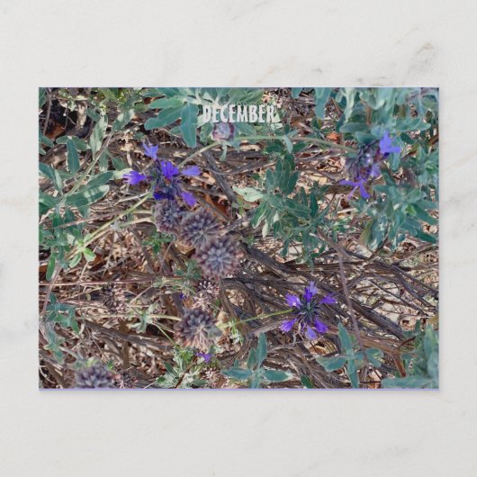 DECEMBER BRIEFKAART (Voorkant)