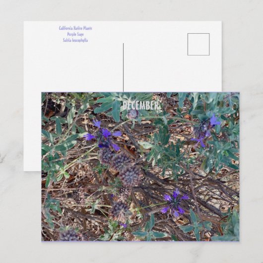 DECEMBER BRIEFKAART (Voorkant / Achterkant)