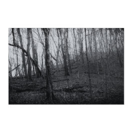 December Winter Black and White Trees Acryl Muurkunst