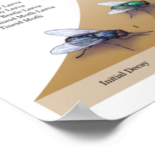 Decomposers afdrukken poster (Hoek)