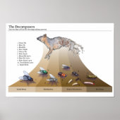 Decomposers afdrukken poster (Voorkant)