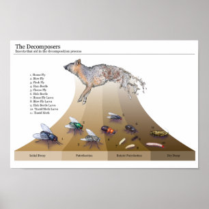 Decomposers afdrukken poster