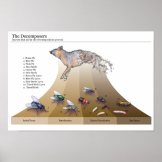 Decomposers afdrukken poster