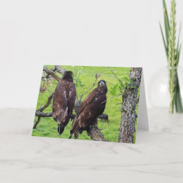 Decorah North Eagles: De aardbeienmoon Kaart