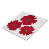Decoratief Drie Rode Gerber Daisy Close-up foto's Tegeltje (Zijkant)