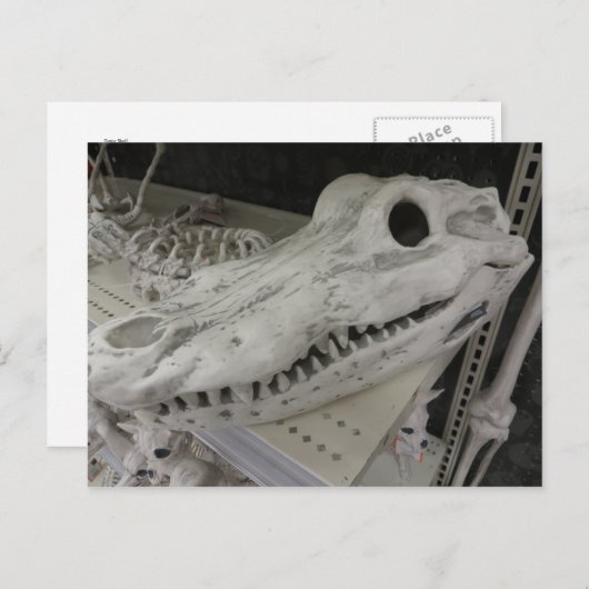 Decoratief gator briefkaart (Voorkant / Achterkant)