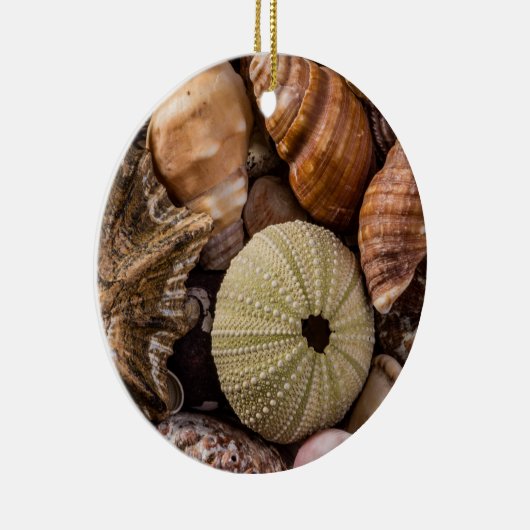 Decoratief Ornament voor de schelpdieren (Rechts)