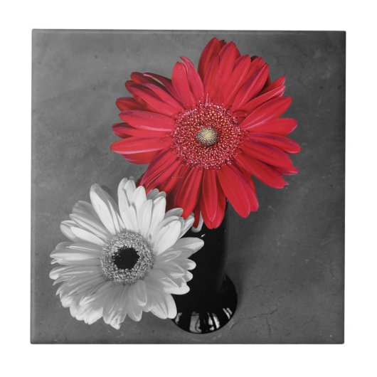 Decoratief rood plash Gerber Daisy op zwart-wit Tegeltje (Voorkant)