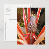 Decoratieve anananas in Hawaii Briefkaart (Voorkant / Achterkant)