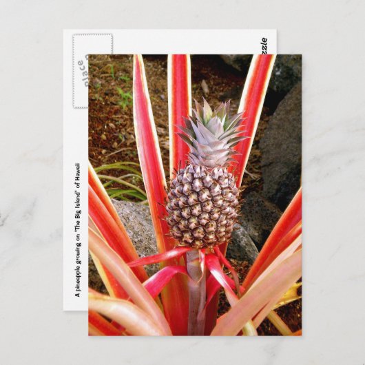 Decoratieve anananas in Hawaii Briefkaart (Voorkant / Achterkant)