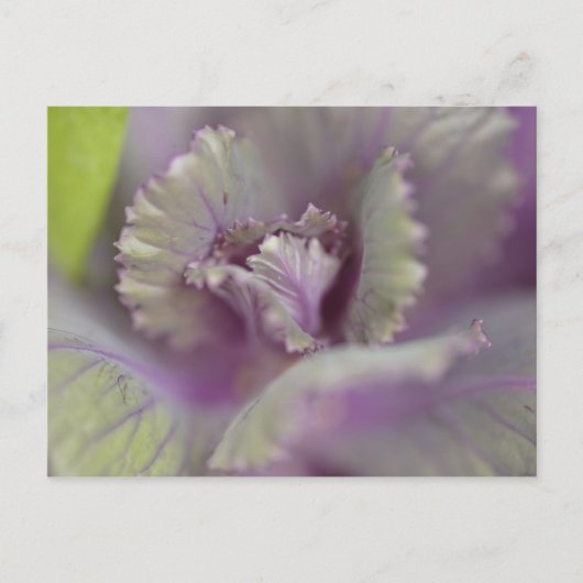 Decoratieve kool briefkaart (Voorkant)