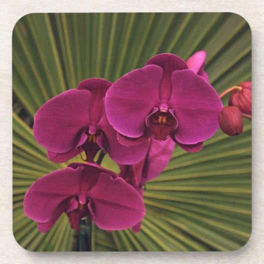 decoratieve Paarse orchidee Bier Onderzetter (Voorkant)
