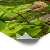 Decoratieve Posters (Hoek)