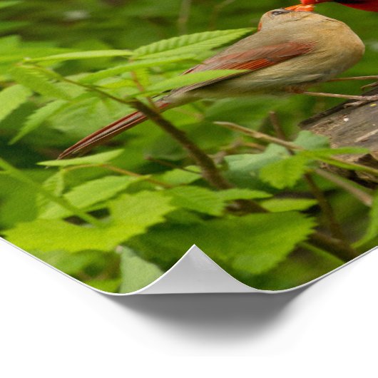 Decoratieve Posters (Hoek)