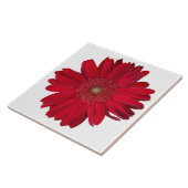 Decoratieve Red Gerber Daisy Close-up foto Tegeltje (Zijkant)