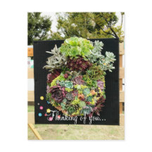 Decoratieve succulenten