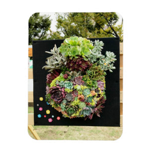 Decoratieve succulenten magneet