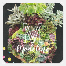Decoratieve succulenten