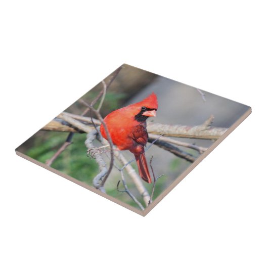 Decoratieve Tegel van de kardinaal Tegeltje (Zijkant)