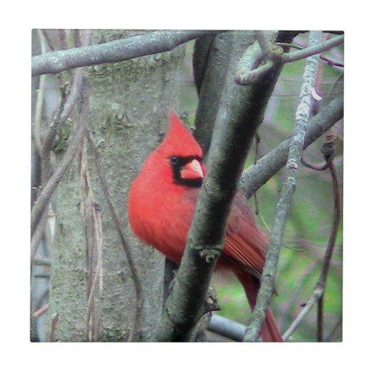 Decoratieve Tegel van de rode lente (mannetjes) Tegeltje (Voorkant)
