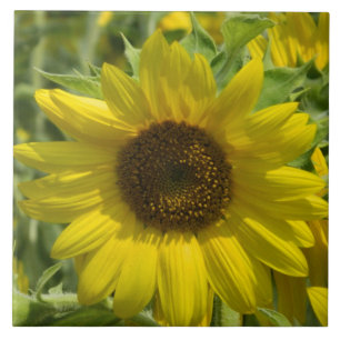 Decoratieve tegel voor Big Sunflower Tegeltje
