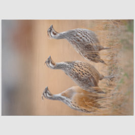 Decoupage 3 Gambel Birds op het gebied van Sage Gr Tissuepapier