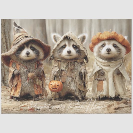 Decoupage 3 Racoon Forest Tricksters & Treats Tissuepapier (Voorkant)