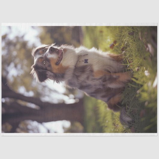 Decoupage Australian Shepherd Buddy Tissuepapier (Voorkant)