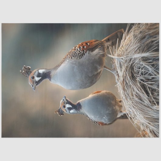 Decoupage Gamble's Quail unieke veren patronen Tissuepapier (Voorkant)