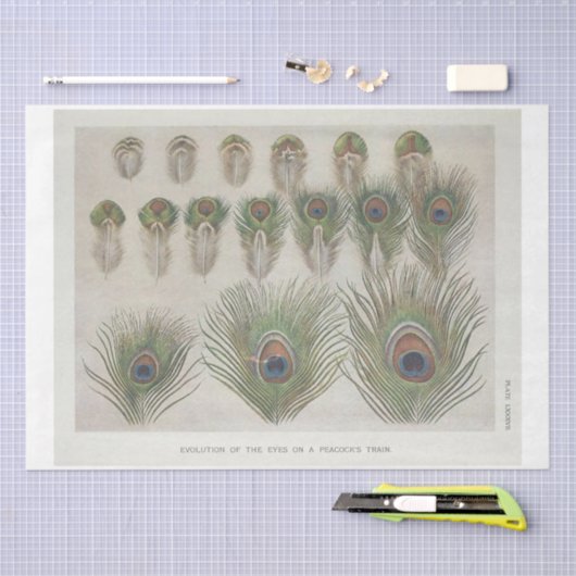 Decoupage met pauwveren en ephemera tissuepapier (Craft)