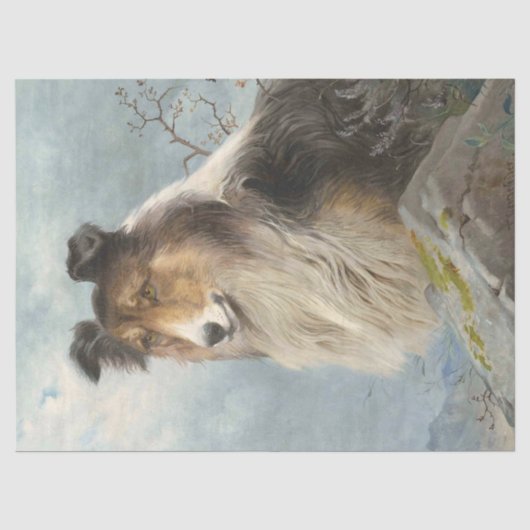 Decoupage van Collie Dog Tissuepapier (Voorkant)