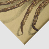 Decoupage van de nautische rode krab Ephemera Tissuepapier (Detail)