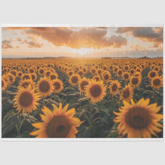 Decoupage van zonnebloemvelden tissuepapier (Voorkant)