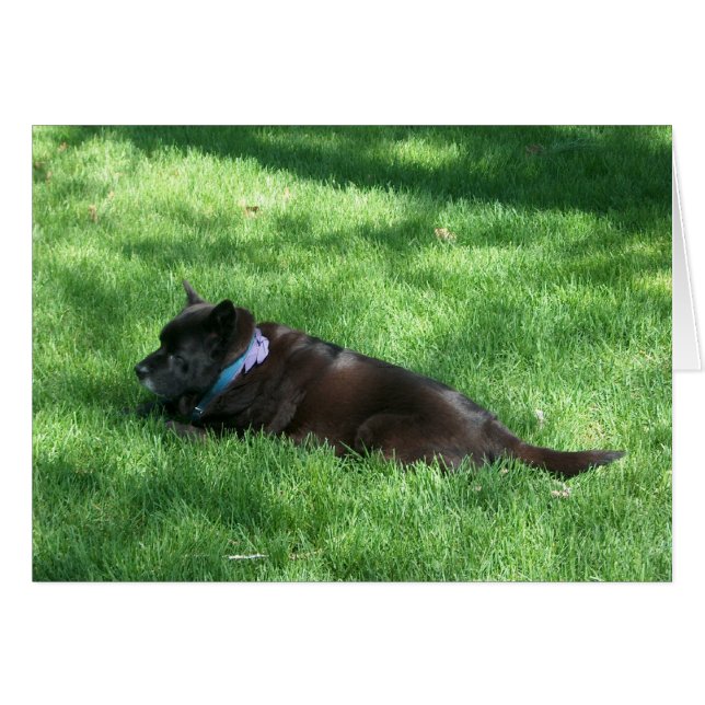 deekie (Voorkant Horizontaal)