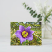 Deelstaatbloem in South Dakota: Pasque Flower Briefkaart (Staand voorkant)