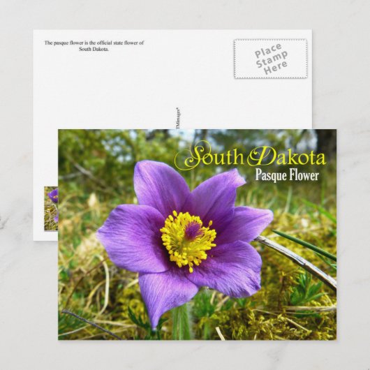 Deelstaatbloem in South Dakota: Pasque Flower Briefkaart (Voorkant / Achterkant)