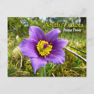 Deelstaatbloem in South Dakota: Pasque Flower Briefkaart