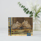 Deeltjeskoker bij de kooideur briefkaart (Staand voorkant)