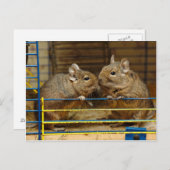 Deeltjeskoker bij de kooideur briefkaart (Voorkant / Achterkant)