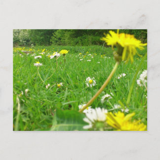 Deens veld briefkaart