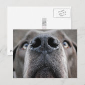 Deense dog  briefkaart (Voorkant / Achterkant)