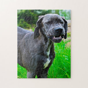 Deense dog. legpuzzel