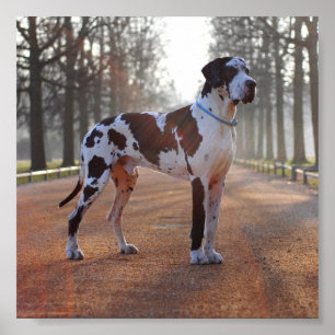 Deense dog poster