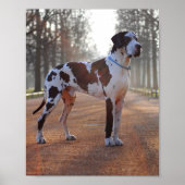 Deense dog poster (Voorkant)